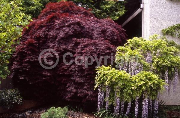 Red blooms; Deciduous; Broadleaf