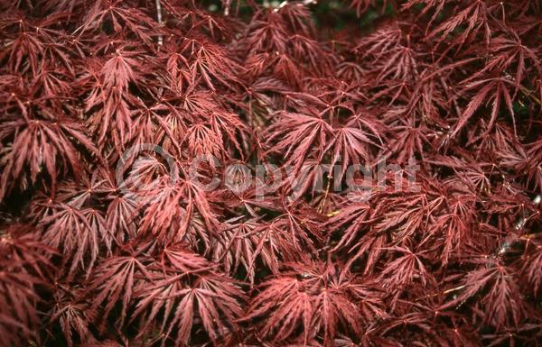 Red blooms; Deciduous; Broadleaf