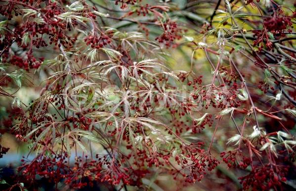 Red blooms; Deciduous; Broadleaf