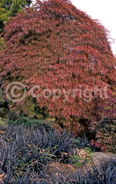 Red blooms; Deciduous; Broadleaf