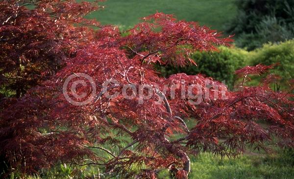 Red blooms; Deciduous; Broadleaf