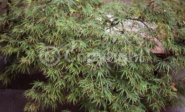 Red blooms; Deciduous; Broadleaf