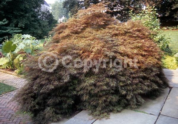 Red blooms; Deciduous; Broadleaf