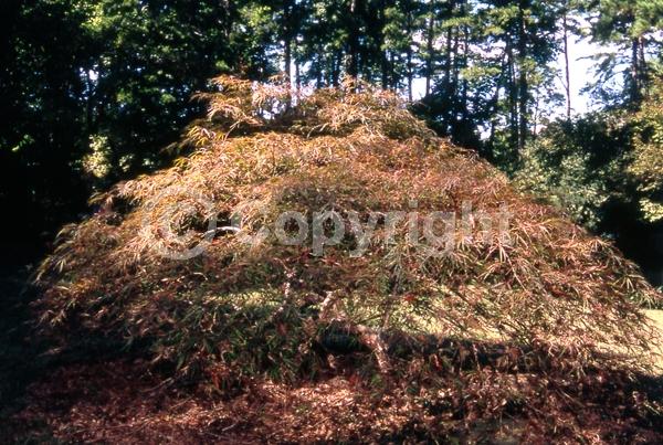 Red blooms; Deciduous; Broadleaf