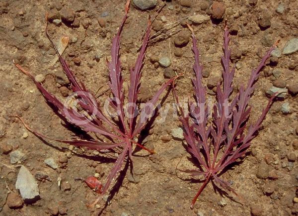 Red blooms; Deciduous; Broadleaf
