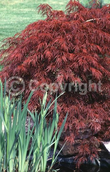 Red blooms; Deciduous; Broadleaf