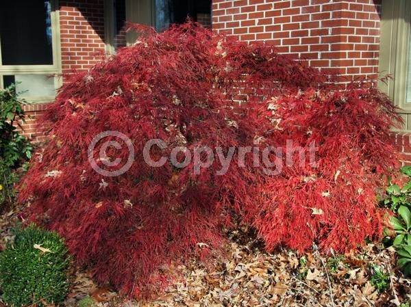 Red blooms; Deciduous; Broadleaf