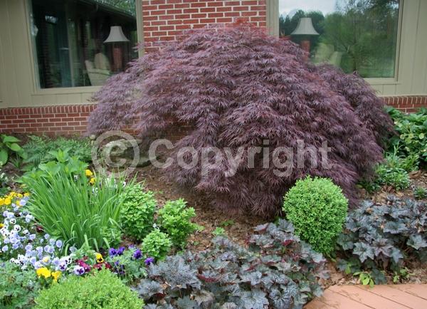 Red blooms; Deciduous; Broadleaf
