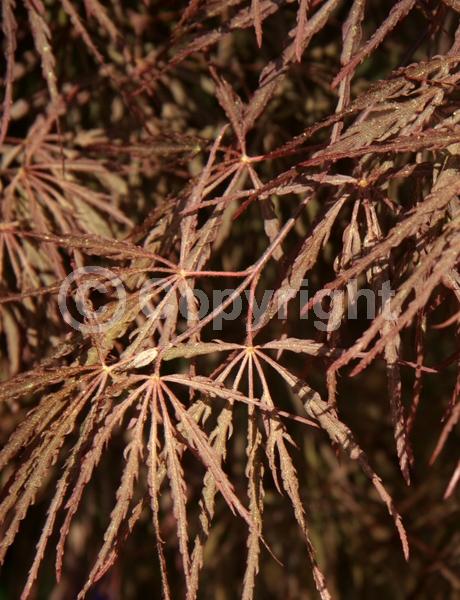 Red blooms; Deciduous; Broadleaf