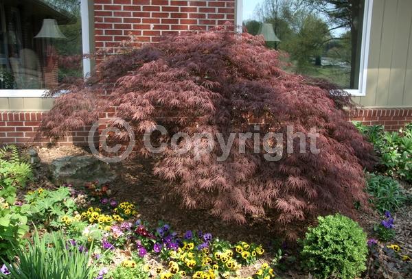 Red blooms; Deciduous; Broadleaf