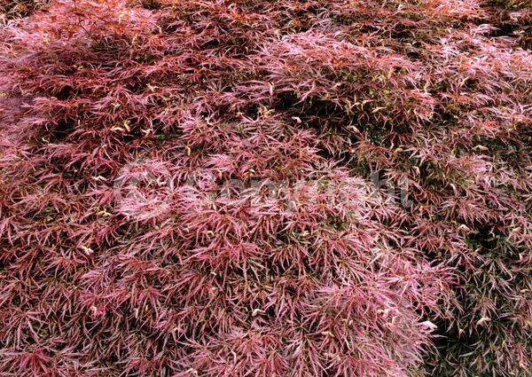 Red blooms; Deciduous