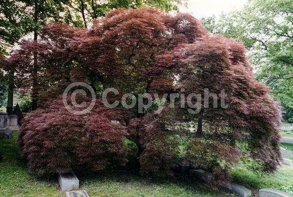 Red blooms; Deciduous