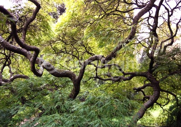 Red blooms; Deciduous