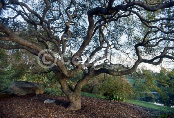 Red blooms; Deciduous