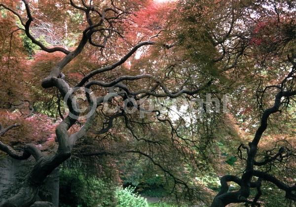 Red blooms; Deciduous