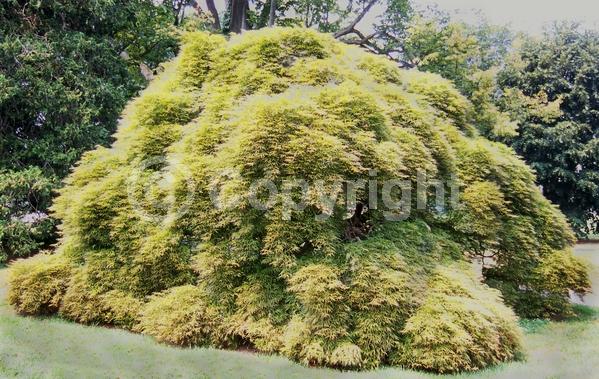 Red blooms; Deciduous