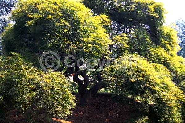 Red blooms; Deciduous