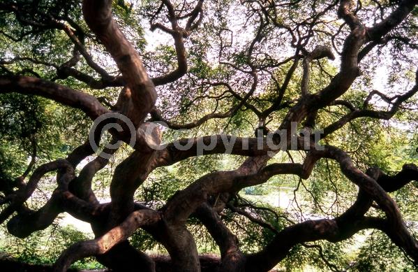 Red blooms; Deciduous