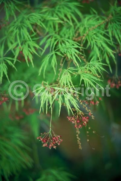 Red blooms; Deciduous