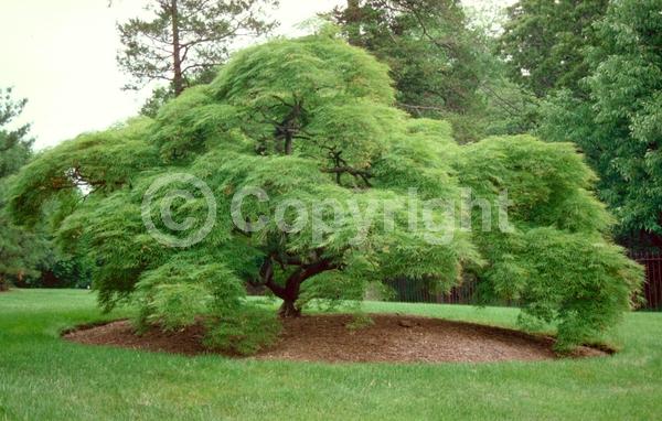 Red blooms; Deciduous