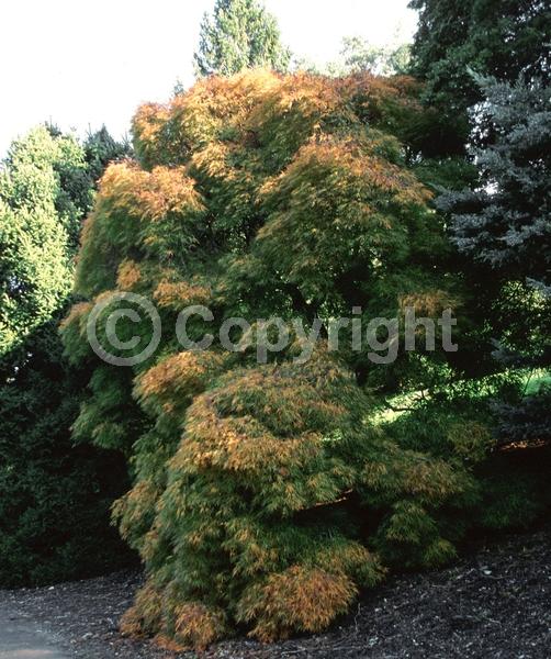 Red blooms; Deciduous