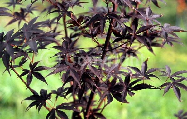 Red blooms; Purple blooms; Deciduous; Broadleaf