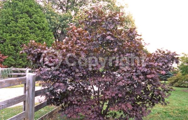 Red blooms; Purple blooms; Deciduous; Broadleaf