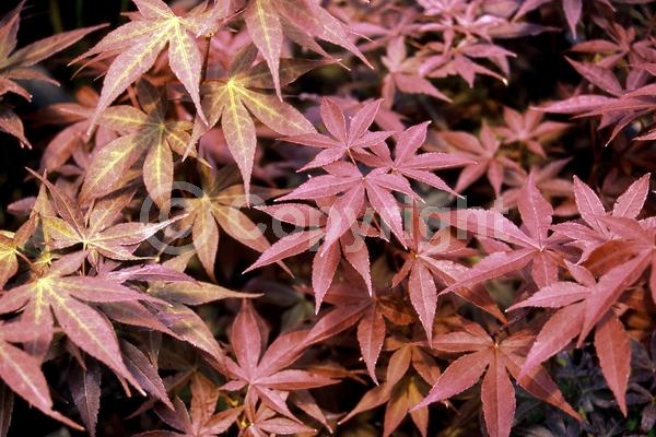 Red blooms; Purple blooms; Deciduous; Broadleaf