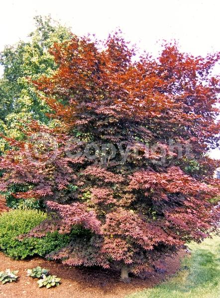 Red blooms; Purple blooms; Deciduous; Broadleaf