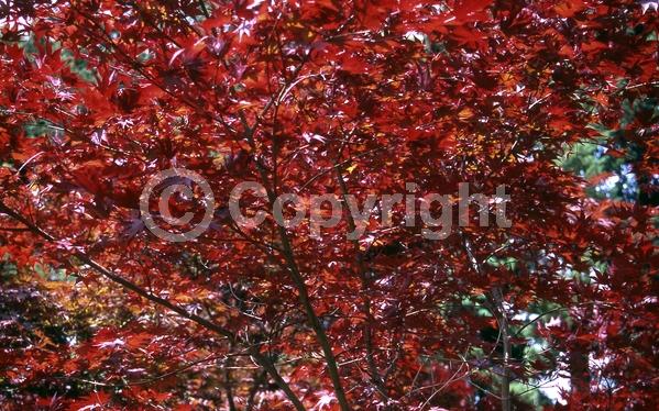 Red blooms; Purple blooms; Deciduous; Broadleaf