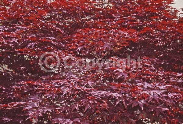 Red blooms; Purple blooms; Deciduous; Broadleaf