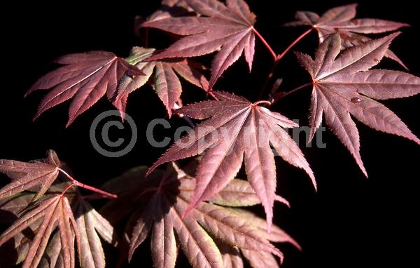 Red blooms; Purple blooms; Deciduous; Broadleaf