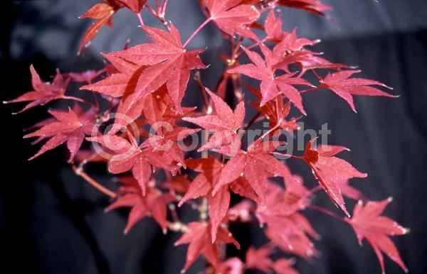 Red blooms; Purple blooms; Deciduous; Broadleaf