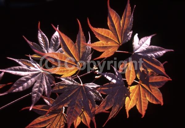 Red blooms; Purple blooms; Deciduous; Broadleaf