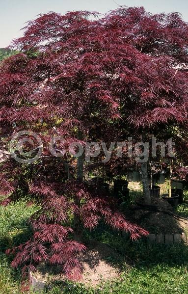 Red blooms; Deciduous