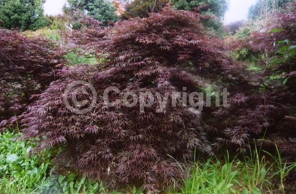 Red blooms; Deciduous