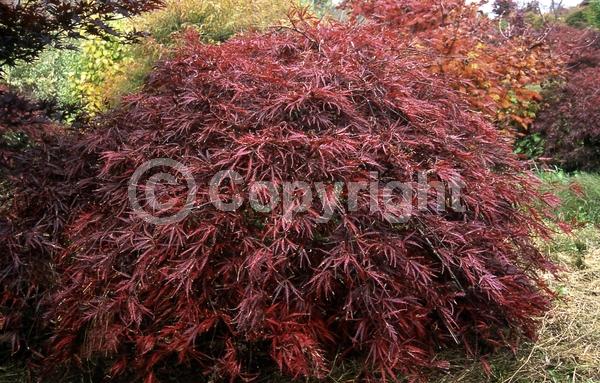 Red blooms; Deciduous