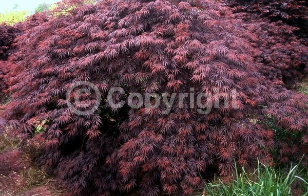 Red blooms; Deciduous