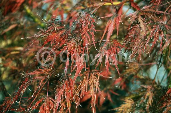Red blooms; Deciduous