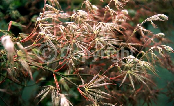 Red blooms; Deciduous