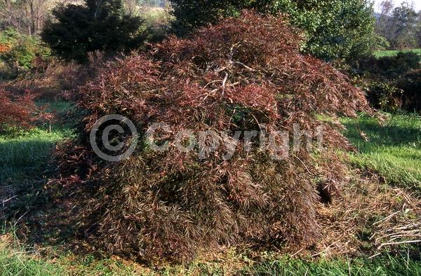 Red blooms; Deciduous