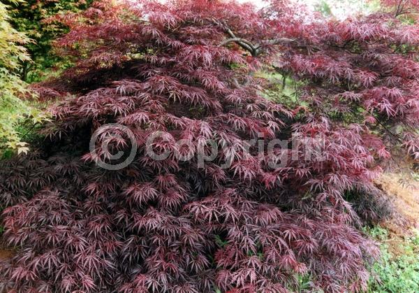 Red blooms; Deciduous