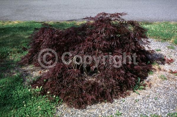 Red blooms; Deciduous