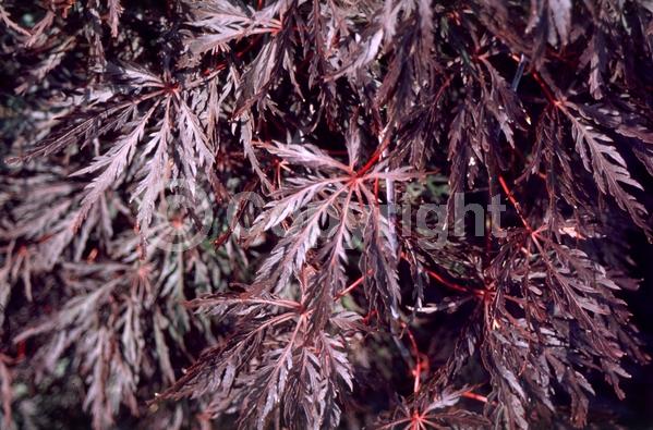 Red blooms; Deciduous