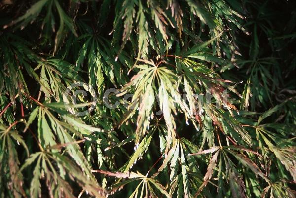 Red blooms; Deciduous