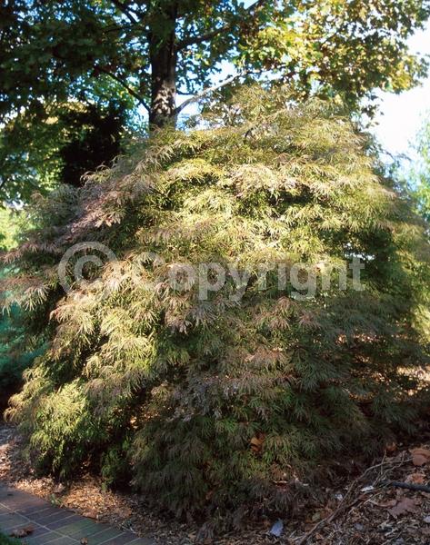 Red blooms; Deciduous