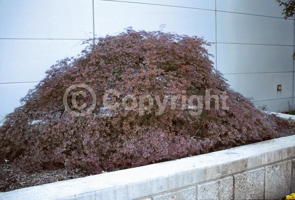 Red blooms; Deciduous