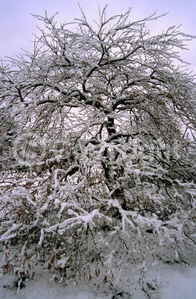 Red blooms; Deciduous