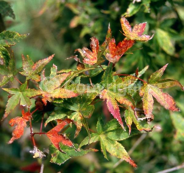 Red blooms; Deciduous; Broadleaf