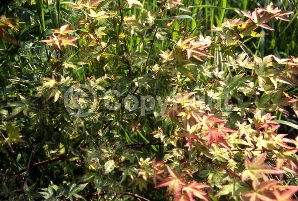 Red blooms; Deciduous; Broadleaf